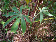 細菌性胴枯れ病