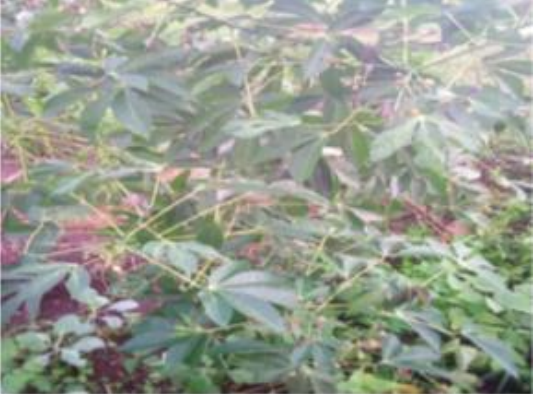 ハイコントラスト